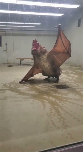 The Creature That Was Found With Speed BIO-REALM ARCHIVES // File B-150 #shorts