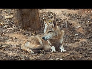 Forest Wolves: Apex Predators of the Woods