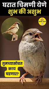 चिमणी घरात आल्याने का होते #marathi #birds #nature #fbreelsvideo #maharashtra | Marathi Aastha