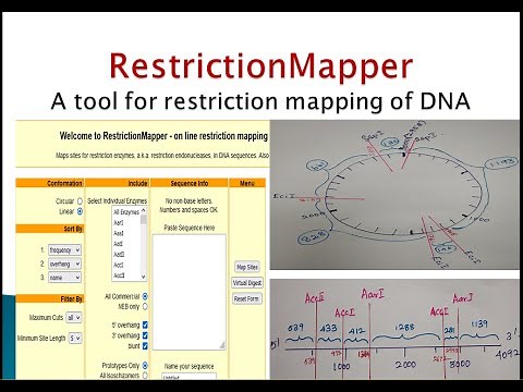 RestrictionMapper tool for restriction mapping