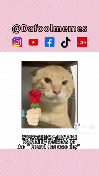 圆头耄耋的幽默世界