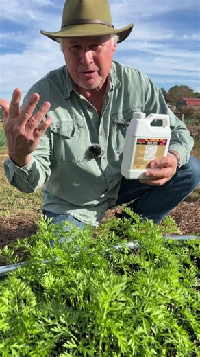 Fertilizing carrots is EASY! #HOSS #growhoss #carrots | Hoss