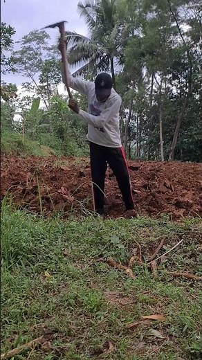 simple techniques for preparing cassava planting from village farmers #shorts