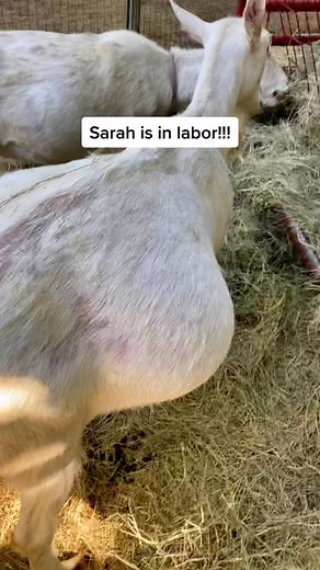 Exciting Day on the Small Farm: Goat Giving Birth