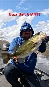 Cypress Tree Bass SMASH a Buzz Bait! #bassfishing #fishing #fishingshorts #cgwhackem