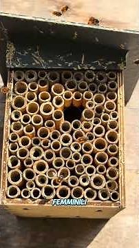 Le OSMIE CORNUTE: tra le api solitarie piú importanti🐝