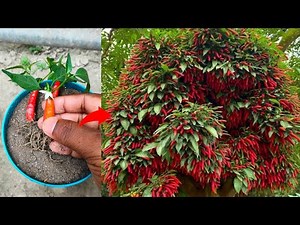Simple method propagate chilli tree with Alovera || how to grow chilli tree at home