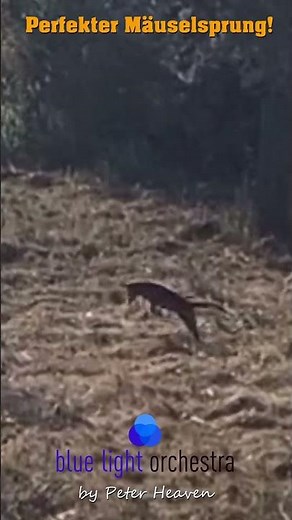 The perfect leap! 🦊 The mouse doesn't stand a chance! #fox #nature #garden