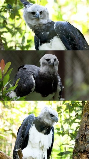The Bird That Hunts Monkeys: Harpy Eagle