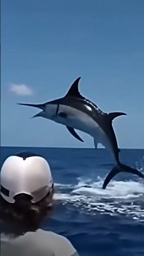 UNBELIEVABLE! Giant Marlin Leaps From the Ocean in Epic Display! 🎣🤯 | Incredible Nature Footage