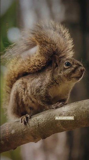 🐿️ Dia Internacional do Esquilo. Ágil como o vento, curioso como a vida, o esquilo é pura poesia.