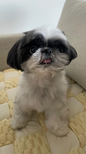 1.8M views · 48K reactions | we have the most random talking vids...