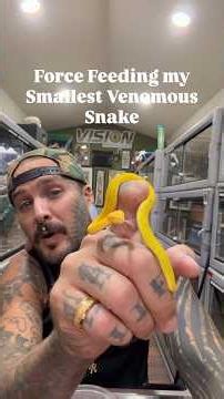 Force Feeding my Smallest Venomous Snake 😳
