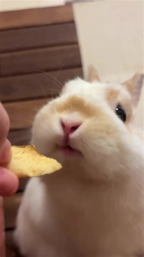 Tiny in size, big in personality 💕 Our Netherland Dwarf bunnies are known for their compact bodies, round faces, and irresistibly sweet temperaments. They are playful, intelligent, and form strong bonds with their humans—perfect for families, singles, or first-time bunny parents. These little ones are well-socialized and ready for loving forever homes. #netherlanddwarf #dwarfbunny #bunnylove #bunnyadoption #fluffyfriend