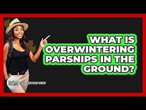 What Is Overwintering Parsnips In The Ground?
