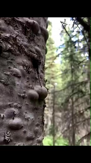 Natural tree liquid #treecare #trees #liquid #gardening #gardeningtips #treeservice | Gardening & Landscape Ideas