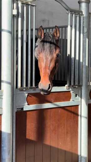 Miss Universe Equine Dressage Showcase