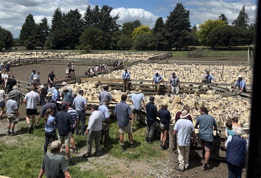 Sun comes out for on-farm lamb sales