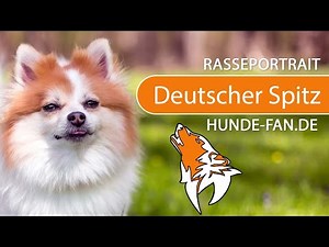 ► German Spitz [2021] History, Appearance, Temperament, Training, Exercise, Care & Health
