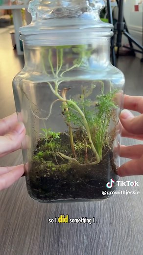 Creating a Mini Ecosystem in a Jar