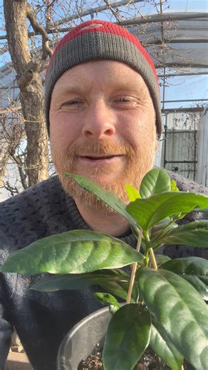 5.8K views · 21 reactions | Chocolate pudding tree black sapote I...