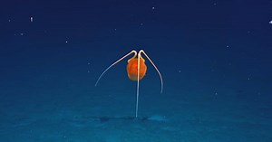 Une méduse extrêmement rare repérée dans l’océan Pacifique