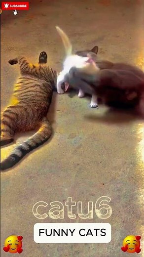 Funniest Animals 2025 🤣😅 New Funny Cats Videos 😸🐶 Part1...#cat #funnycat