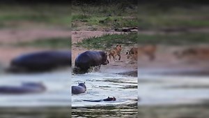Viral video: Angry hippo scares away lion drinking water, netizens ask 'who is the boss'