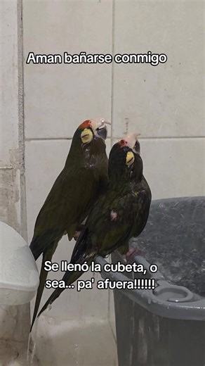 Divertidos videos de pericos y periquitos en TikTok