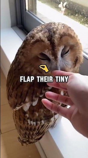 Baby Owls in Action: Cuteness Overload!😍🦉