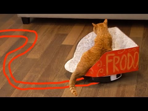 I Built My Cat a Roomba Chariot