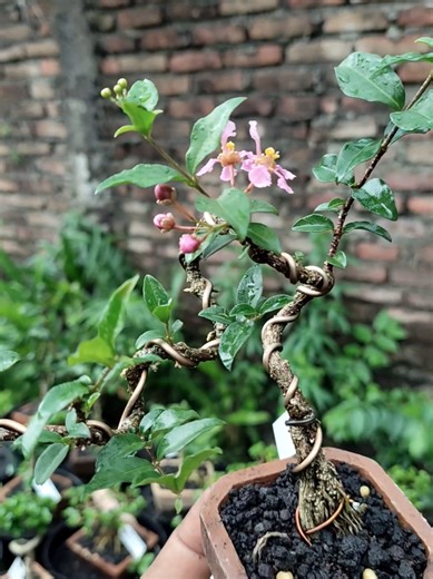 Creating Mini Bonsai Trees from Sakura