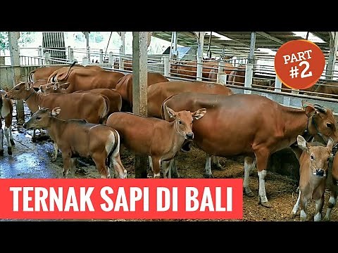 PETERNAKAN SAPI BALI DI BALI - SAPI BALI FARM (Part 2/3)