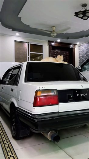 Sher Khan on Instagram: "The silence was on purpose. # # # # # # # # # # # # #comeback #86 #car #carsofinstagram #carlifestyle #carstagram #carcare #sleeper #racecar #3sge #beams #redtop #fy #fyp #viral #trend #instagood"