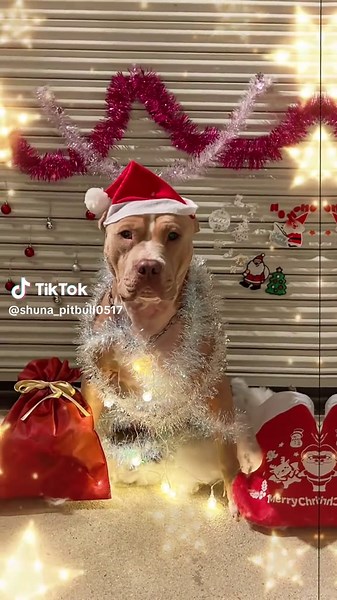 クリスマス犬🎄✨️🐶 #クリスマス #犬との日常 #ペット動画 #犬 #ピットブル #犬のいる生活 #pitbull #dog #fyp