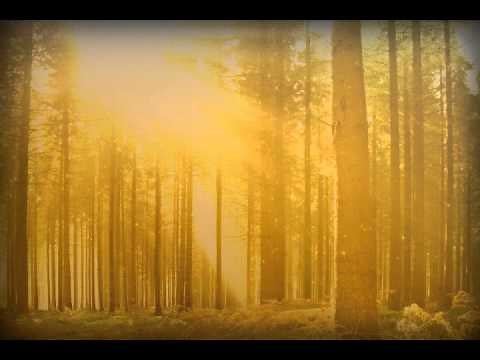 Fall Forest Trees PowerPoint Video Background