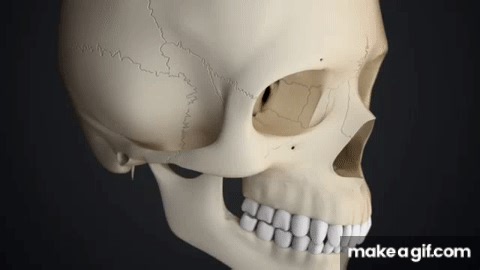 LeFort I, II and III type fractures — animation shorts for Monash University, Australia on Make a GIF