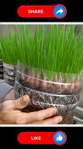 2.8M views · 33K reactions | Onions  | Small Vegetable Garden | Facebook
