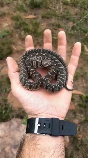 Nature's Amazing Animal Metamorphosis! - Witness the unbelievable journey of a small pet as it
