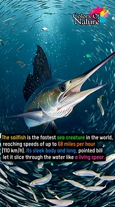 Sailfish | Colors Of Nature
