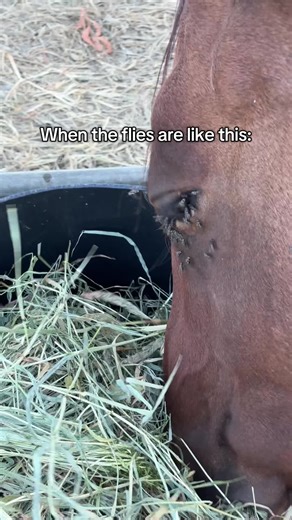 Fly Mask Care for Horses: Tips and Solutions