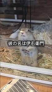 Introducing Iyemon #Richardson's Ground Squirrel #Exotic Animals #Small Animals