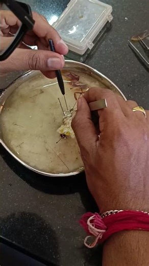 Cockroach Dissection 🔬 | Inside View You’ve Never Seen Before 😱#virel #cocroach #cockroach