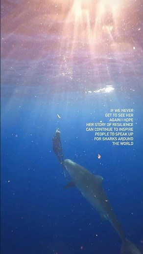 Our last Sunset with Roxy #sharkdiving #shark #shark #netflix #sharkwhisperer