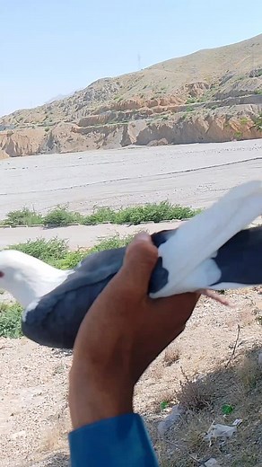 Pigeon Release: A Beautiful Moment in Nature