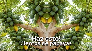 131K views · 3.7K reactions | ¿Quieres muchos frutos de papaya? hazle este truco a tu planta | Siembra y cosecha | Facebook