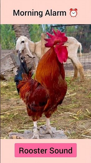 Rooster Crowing Loud | Real Rooster Animal Sound in Farm #shorts