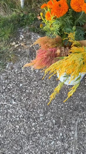 13 reactions · 9 comments | Our Autumn blooms are still bursting with...