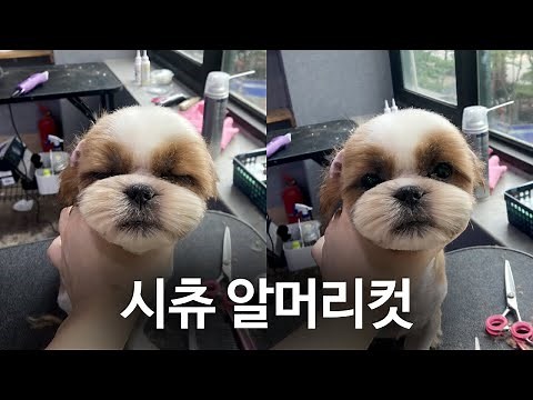 [애견미용사 2급] 시츄 알머리컷+전신클리핑 | 애견미용가위추천 흑조가위