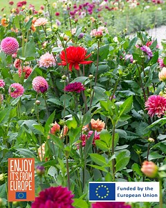 Summer-flowering bulbs are just what your garden needs! Which ones are your must-haves for the season? Comment below! 🌸 | Flowerbulbs.com